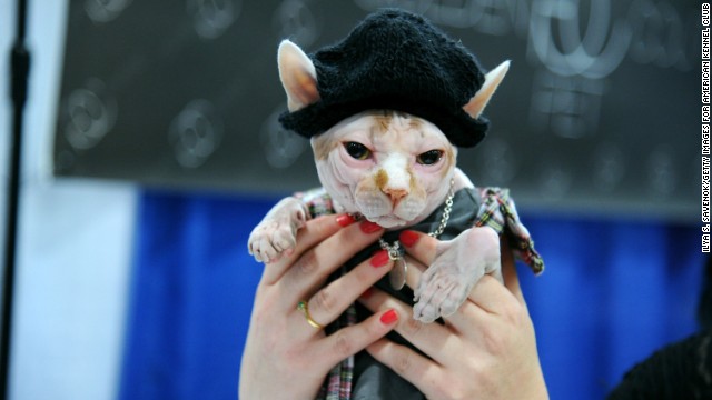 Some of the fanciest cats and sharpest dogs in New York City showed up for the Haute Kitty CATure Feline &amp; Canine Fashion Show on September 28 at the American Kennel Club's "Meet The Breeds" showcase at Jacob Javits Center. Here, a sphynx cat wears a knit cap and plaid jacket for a distinctly urban look.