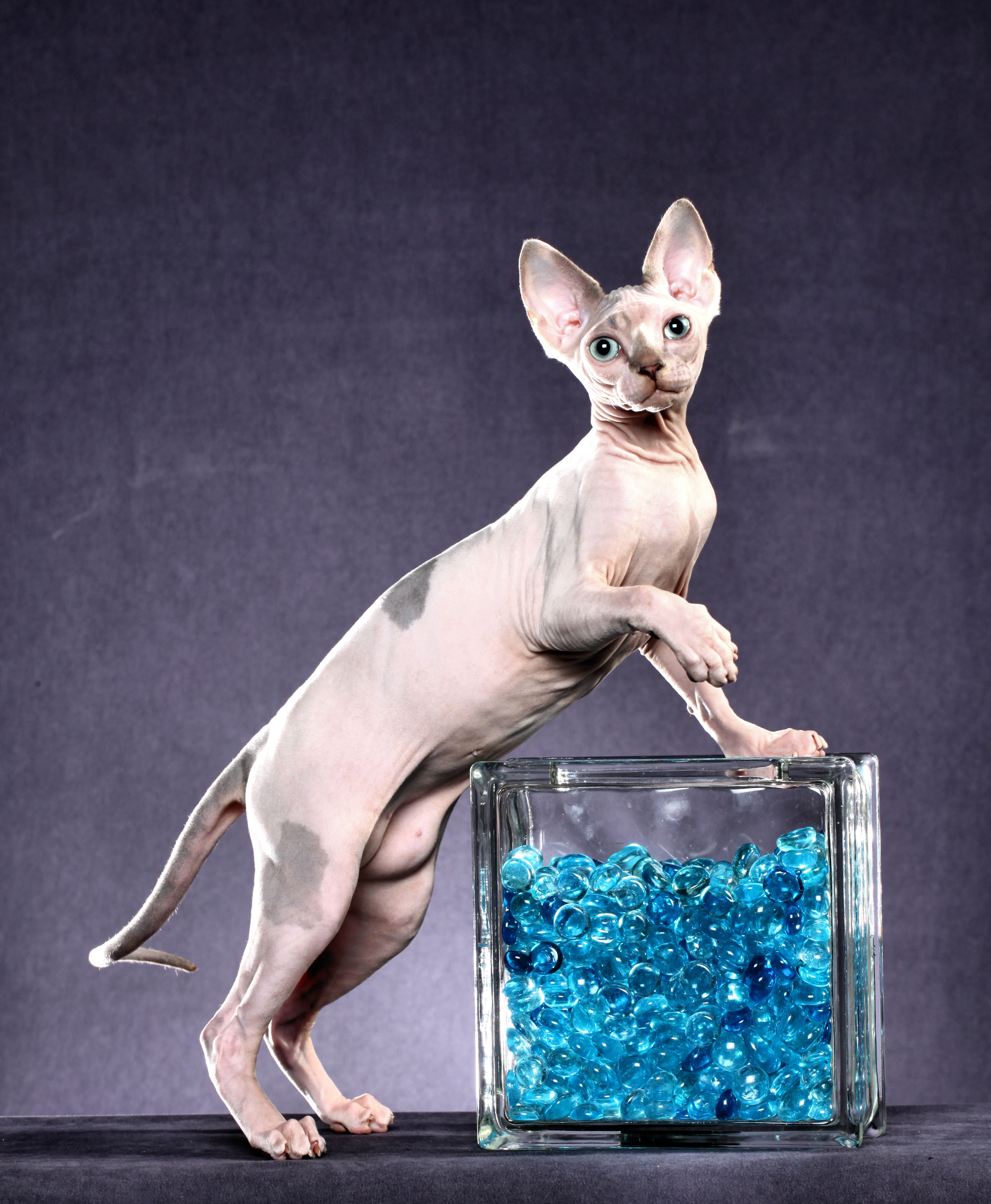 Sphynx kitten Madeline with marbles