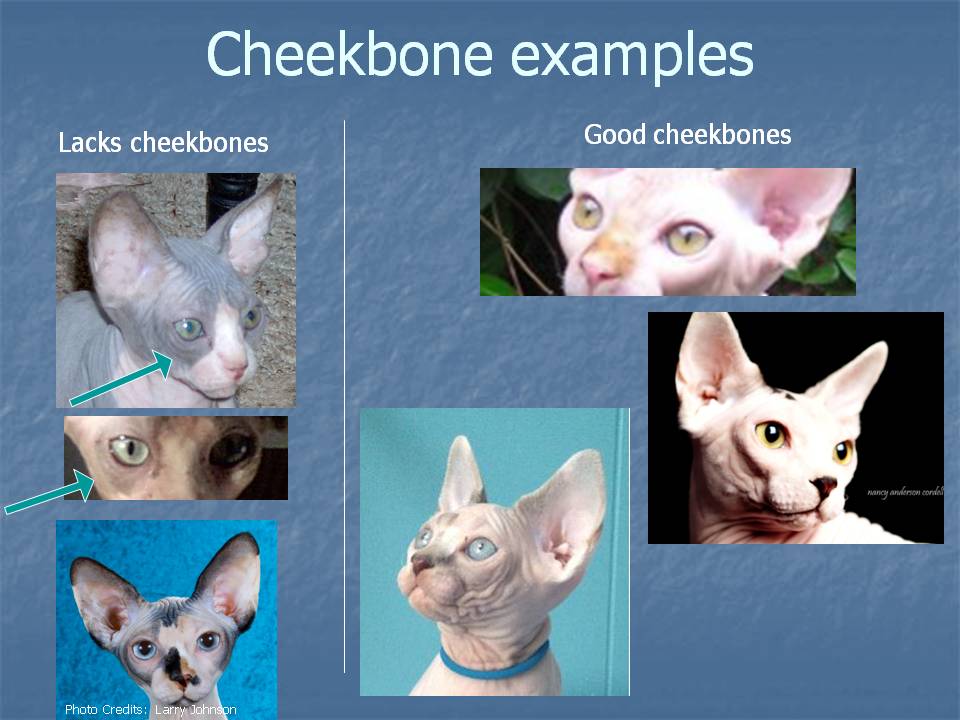 Sphynx Cheekbone examples