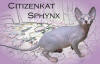 Sphynx Cat kitten sphynx breeder