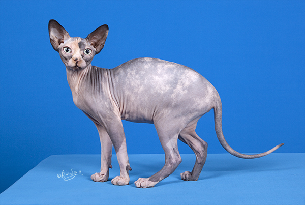 Polly Sphynx Cats