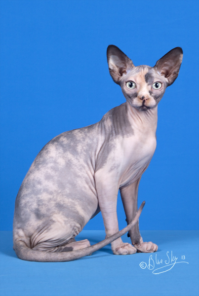 KitnKrazy Along Came Polly SPhynx Cat