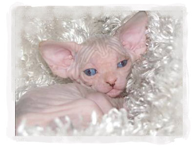 Fiona Sphynx cat photo