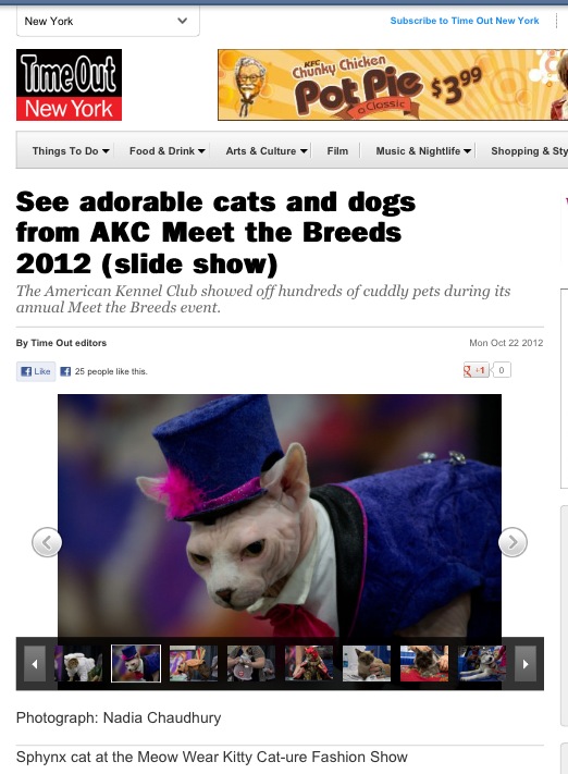 Sphynx in the News