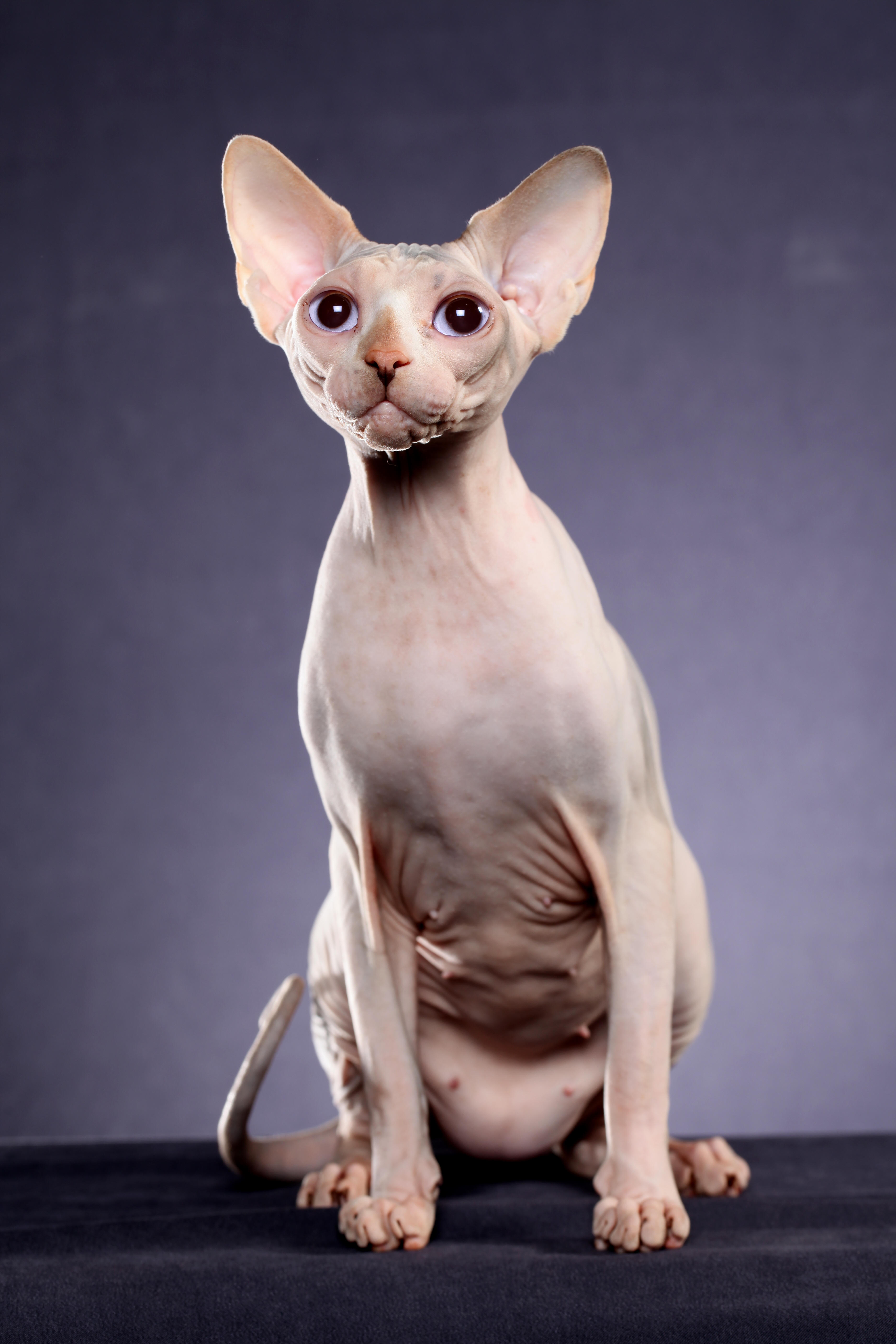 Fiona the most beauiful Sphynx