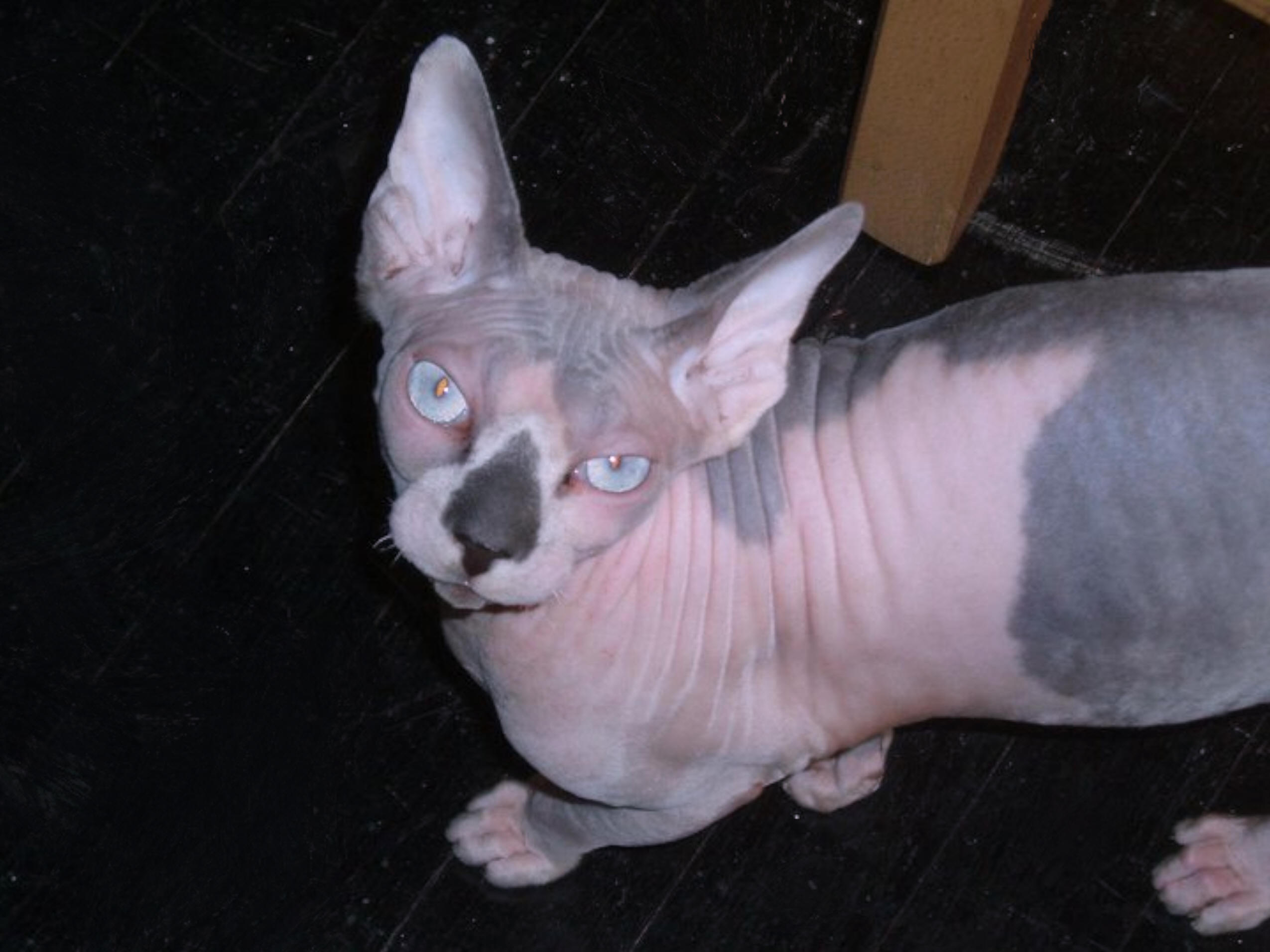 Miss calpurnia Sphynx