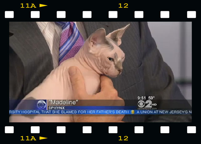 Sphynx Cat Madeline on CBS morning news for AKC Meet the Breeds 2012