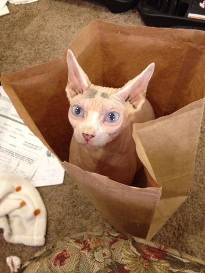 Sphynx xerxes in paper bag 