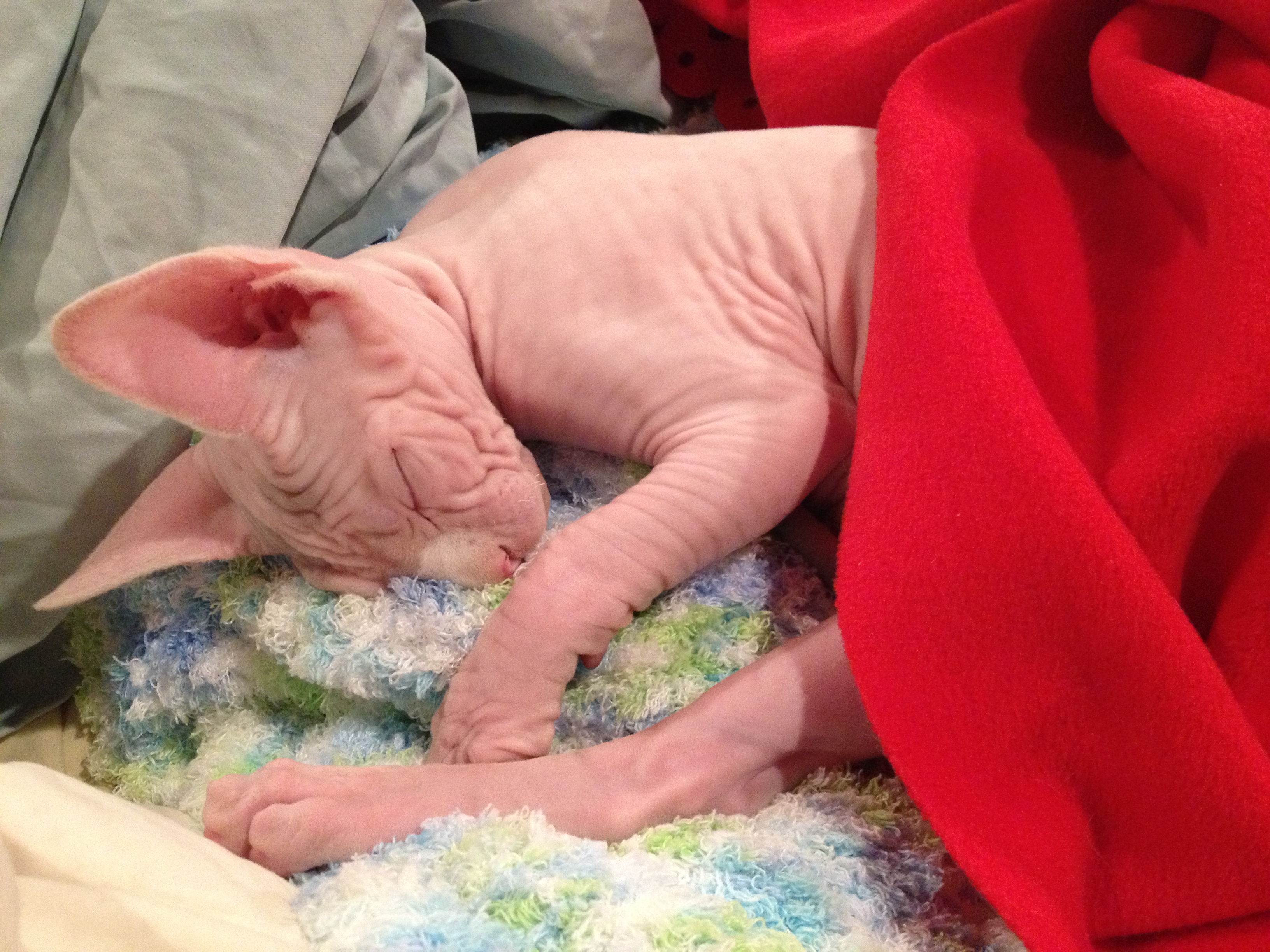 Sphynx Viola Sleeping