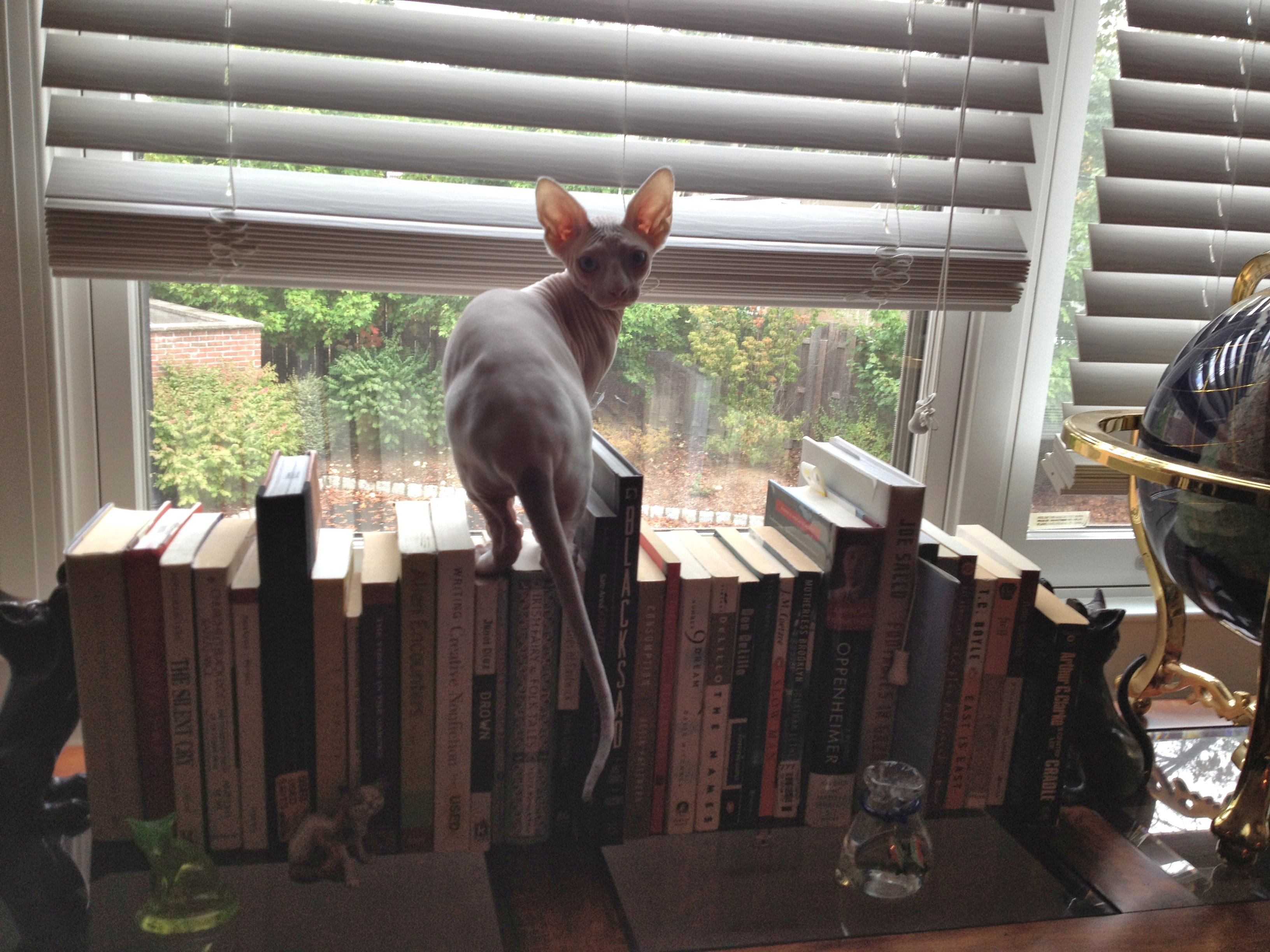 Sphynx Viola on books