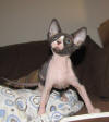 Sphynx Girl Available for Adoption
