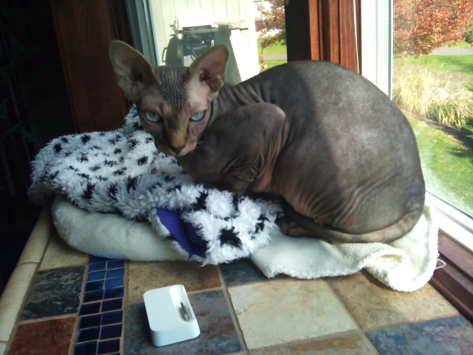 Tut the Sphynx